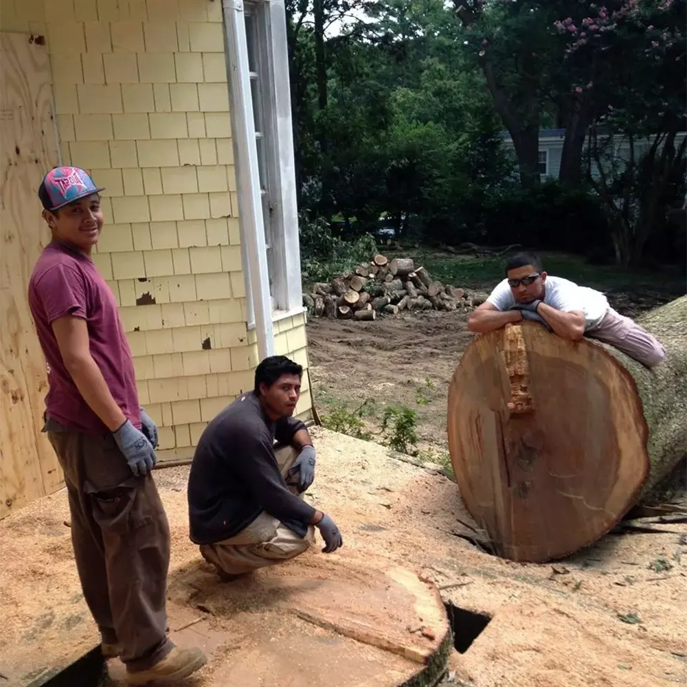 Large_trees_removals_ (9)
