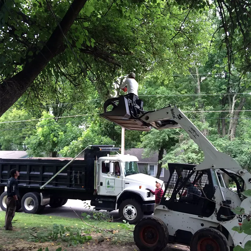 Tree_Clean_up_ (11)